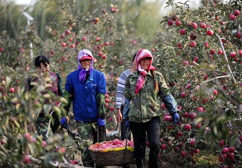 辽宁特产寒富苹果丰收上市