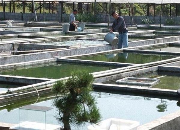 水产饲料的使用与管理技术