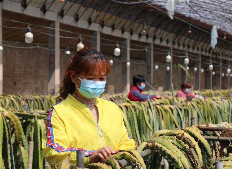 河北广宗：特色农业 助农增收