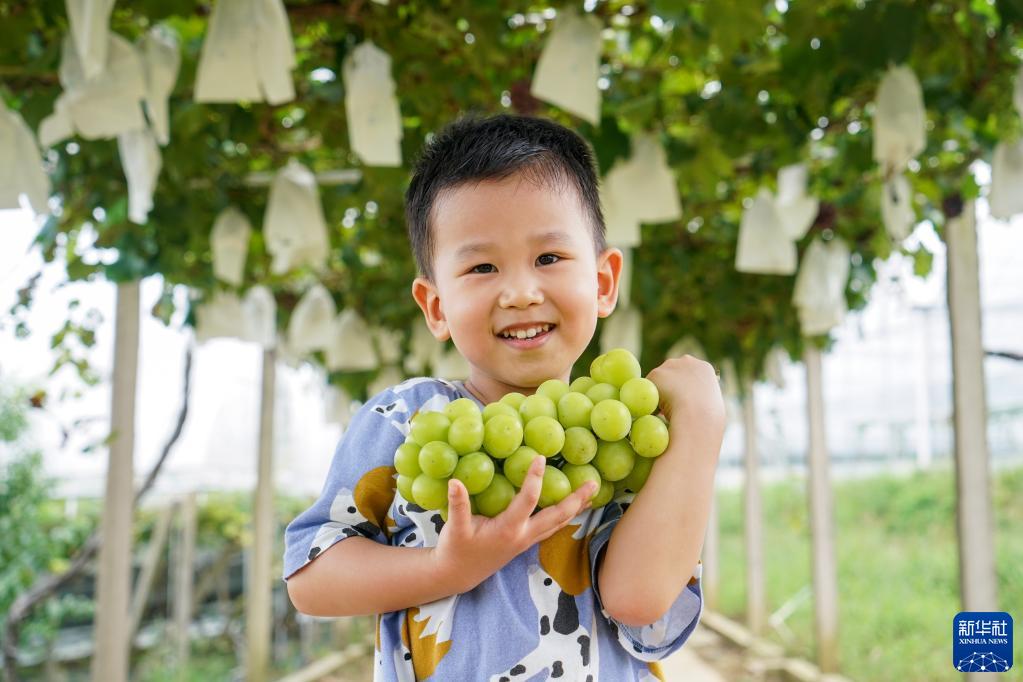 江苏句容：葡萄丰收富农家